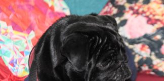 Life in the day of a black pug pooch