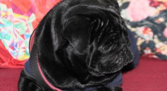 Life’s a Pooch – A Day in the Life of a ‘Black’ Pug!