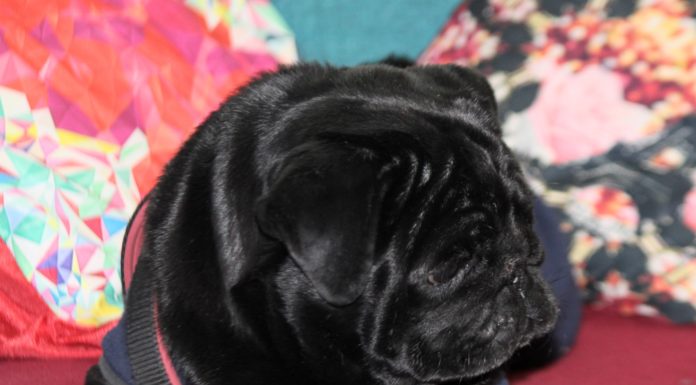 Life in the day of a black pug pooch