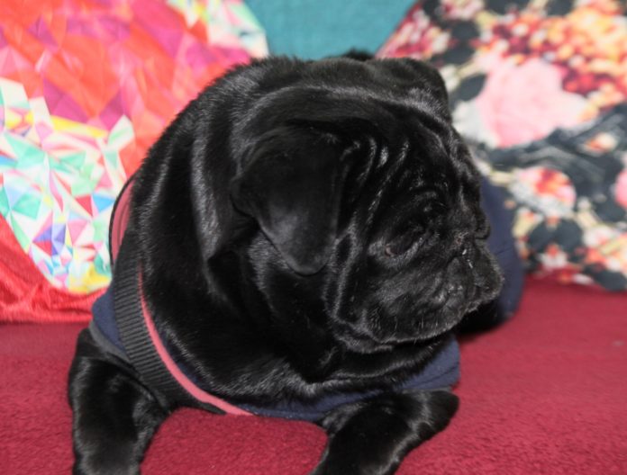 Life in the day of a black pug pooch